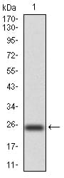 Figure 2:Western blot analysis using NOX4 mAb against human NOX4 (AA: 210-310) recombinant protein. (Expected MW is 25.3 kDa)