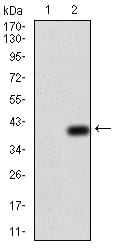 Figure 3:Western blot analysis using NOX4 mAb against HEK293 (1) and NOX4 (AA: 210-310)-hIgGFc transfected HEK293 (2) cell lysate.