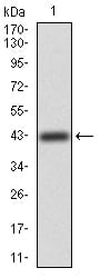 Figure 2:Western blot analysis using ERBB4 mAb against human ERBB4 (AA: 1159-1308) recombinant protein. (Expected MW is 43.3 kDa)