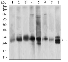 Figure 3:Western blot analysis using CASP3 mouse mAb against Hela (1), Jurkat (2), HepG2 (3), BCL-1 (4), C6 (5), SK-Br-3 (6), NIH/3T3 (7) and A549 (8) cell lysate.