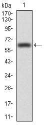 Figure 2:Western blot analysis using VAV2 mAb against human VAV2 (AA: 552-868) recombinant protein. (Expected MW is *** kDa)