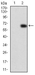 Figure 3:Western blot analysis using VAV2 mAb against HEK293 (1) and VAV2 (AA: 552-868)-hIgGFc transfected HEK293 (2) cell lysate.