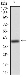 Figure 2:Western blot analysis using WTAP mAb against human WTAP (AA: 91-201) recombinant protein. (Expected MW is 38.7 kDa)