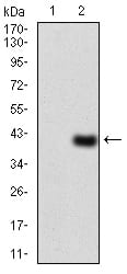 Figure 3:Western blot analysis using WTAP mAb against HEK293 (1) and WTAP (AA: 91-201)-hIgGFc transfected HEK293 (2) cell lysate.