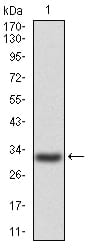 Figure 2:Western blot analysis using P2RY13 mAb against human P2RY13 (AA: 1–49) recombinant protein. (Expected MW is 31.6 kDa)