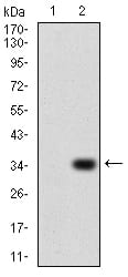 Figure 3:Western blot analysis using P2RY13 mAb against HEK293 (1) and P2RY13 (AA: 1–49)-hIgGFc transfected HEK293 (2) cell lysate.