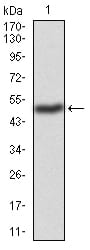 Figure 2:Western blot analysis using TIP60 mAb against human TIP60 (AA: 18-208) recombinant protein. (Expected MW is 47.9 kDa)