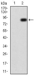 Figure 3:Western blot analysis using TIP60 mAb against HEK293 (1) and TIP60 (AA: 18-208)-hIgGFc transfected HEK293 (2) cell lysate.