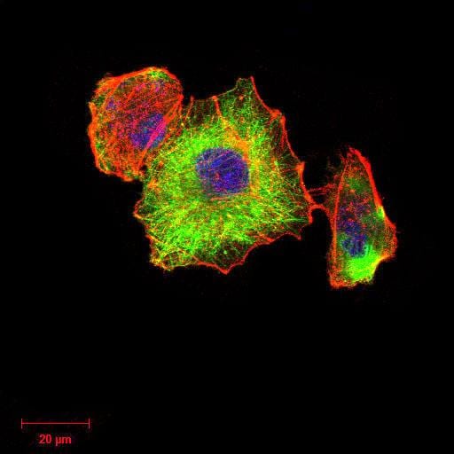 Figure 5:Immunofluorescence analysis of Hela cells using TUBB1 mouse mAb (green). Blue: DRAQ5 fluorescent DNA dye. Red: Actin filaments have been labeled with Alexa Fluor- 555 phalloidin. Secondary antibody from Fisher (Cat#: 35503)