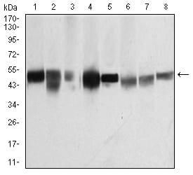 Figure 4:Western blot analysis using TUBB1 mouse mAb against K562 (1), HepG2 (2), A431 (3), Jurkat (4), Hela (5), NIH/3T3 (6), Cos7 (7) and PC12 (8) cell lysate.