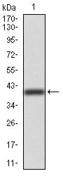 Figure 2:Western blot analysis using TUBB1 mAb against human TUBB1 (AA: 33-166) recombinant protein. (Expected MW is 40.5 kDa)