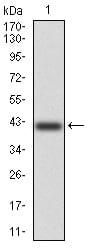 Figure 2:Western blot analysis using KCND2 mAb against human KCND2 (AA: 27-184) recombinant protein. (Expected MW is 42.3 kDa)