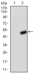Figure 3:Western blot analysis using KCND2 mAb against HEK293 (1) and KCND2 (AA: 27-184)-hIgGFc transfected HEK293 (2) cell lysate.