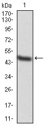 Figure 1:Western blot analysis using MAP3K7 mAb against human MAP3K7 (AA: 471-579) recombinant protein. (Expected MW is 45.1 kDa)