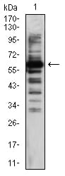 Figure 4:Western blot analysis using TIP60 mouse mAb against Hela (1) cell lysate.