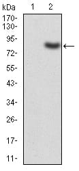 Figure 3:Western blot analysis using TIP60 mAb against HEK293 (1) and TIP60 (AA: 18-208)-hIgGFc transfected HEK293 (2) cell lysate.