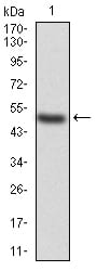 Figure 2:Western blot analysis using KBTBD8 mAb against human KBTBD8 (AA: 264-464) recombinant protein. (Expected MW is 48.7 kDa)