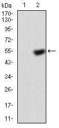 Figure 3:Western blot analysis using KBTBD8 mAb =against HEK293 (1) and KBTBD8 (AA: 264-464)-hIgGFc transfected HEK293 (2) cell lysate.