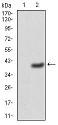 Figure 3:Western blot analysis using SELL mAb against HEK293 (1) and SELL (AA: 83-186)-hIgGFc transfected HEK293 (2) cell lysate.