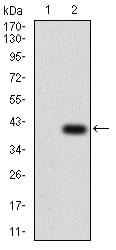 Figure 3:Western blot analysis using TFAP2A mAb against HEK293 (1) and TFAP2A (AA: 1-100)-hIgGFc transfected HEK293 (2) cell lysate.