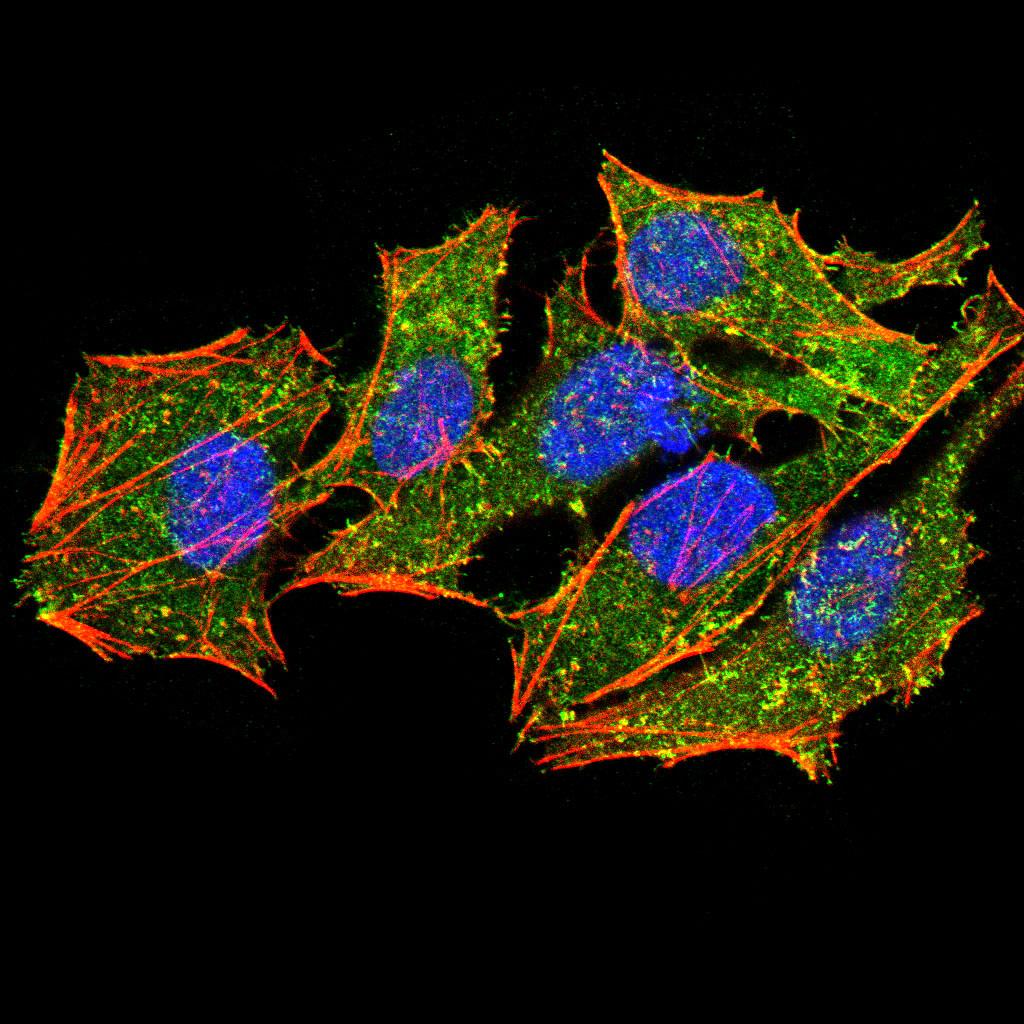 Figure 5:Immunofluorescence analysis of Hela cells using EZR mouse mAb (green). Blue: DRAQ5 fluorescent DNA dye. Red: Actin filaments have been labeled with Alexa Fluor- 555 phalloidin. Secondary antibody from Fisher (Cat#: 35503)