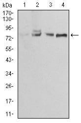 Figure 4:Western blot analysis using EZR mouse mAb against Jurkat (1), A431 (2), MCF-7 (3) and Hela (4) cell lysate.