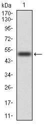 Figure 2:Western blot analysis using EZR mAb against human EZR (AA: 292-464) recombinant protein. (Expected MW is 47.1 kDa)