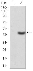 Figure 3:Western blot analysis using LDLR mAb against HEK293 (1) and LDLR(AA: 22-150)-hIgGFc transfected HEK293 (2) cell lysate.