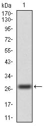 Figure 2:Western blot analysis using CSF1R mAb against human CSF1R (AA: 20-152) recombinant protein. (Expected MW is 27.2 kDa)