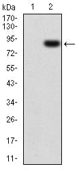 Figure 3:Western blot analysis using CSF1R mAb against HEK293 (1) and CSF1R (AA: 20-152)-hIgGFc transfected HEK293 (2) cell lysate.