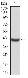 Figure 2:Western blot analysis using KCND2 mAb against human KCND2 (AA: 27-184) recombinant protein. (Expected MW is 42.3 kDa)