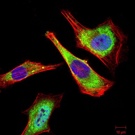 Figure 3:Immunofluorescence analysis of Hela cells using ATG5 mouse mAb (green). Blue: DRAQ5 fluorescent DNA dye. Red: Actin filaments have been labeled with Alexa Fluor- 555 phalloidin. Secondary antibody from Fisher (Cat#: 35503)