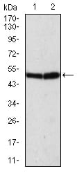 Figure 2:Western blot analysis using ATG5 mouse mAb against Hela (1) and K562 (2) cell lysate.