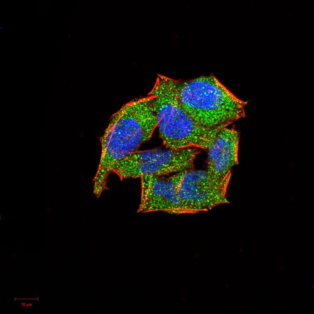 Figure 4:Immunofluorescence analysis of Hela cells using SELL mouse mAb (green). Blue: DRAQ5 fluorescent DNA dye. Red: Actin filaments have been labeled with Alexa Fluor- 555 phalloidin. Secondary antibody from Fisher (Cat#: 35503)
