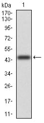 Figure 2:Western blot analysis using MGMT mAb against human MGMT (AA: 32-210) recombinant protein. (Expected MW is 45.2 kDa)