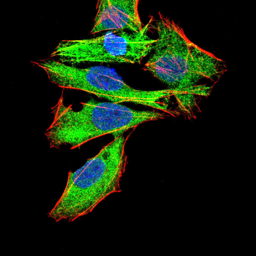 Figure 4:Immunofluorescence analysis of Hela cells using GNAS mouse mAb (green). Blue: DRAQ5 fluorescent DNA dye. Red: Actin filaments have been labeled with Alexa Fluor- 555 phalloidin. Secondary antibody from Fisher (Cat#: 35503)