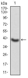 Figure 2:Western blot analysis using GNAS mAb against human GNAS (AA: 42-188) recombinant protein. (Expected MW is 42.8 kDa)