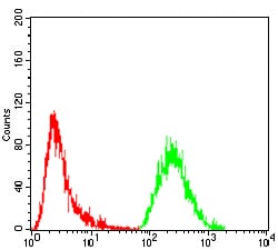 Figure 4:Flow cytometric analysis of A549 cells using GNAS mouse mAb (green) and negative control (red).