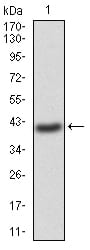 Figure 2:Western blot analysis using GNAS mAb against human GNAS (AA: 42-188) recombinant protein. (Expected MW is 42.8 kDa)