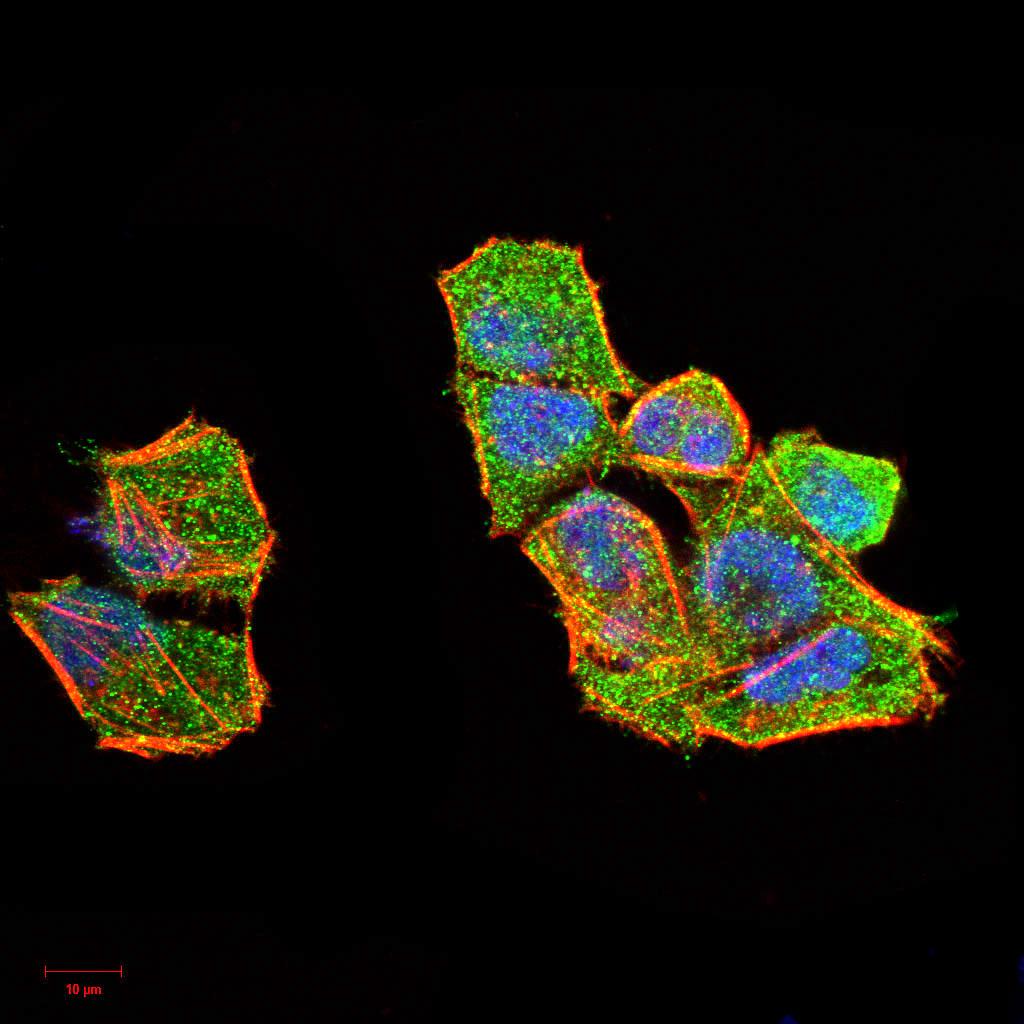Figure 4:Immunofluorescence analysis of Hela cells using ERCC1 mouse mAb (green). Blue: DRAQ5 fluorescent DNA dye. Red: Actin filaments have been labeled with Alexa Fluor- 555 phalloidin. Secondary antibody from Fisher (Cat#: 35503)