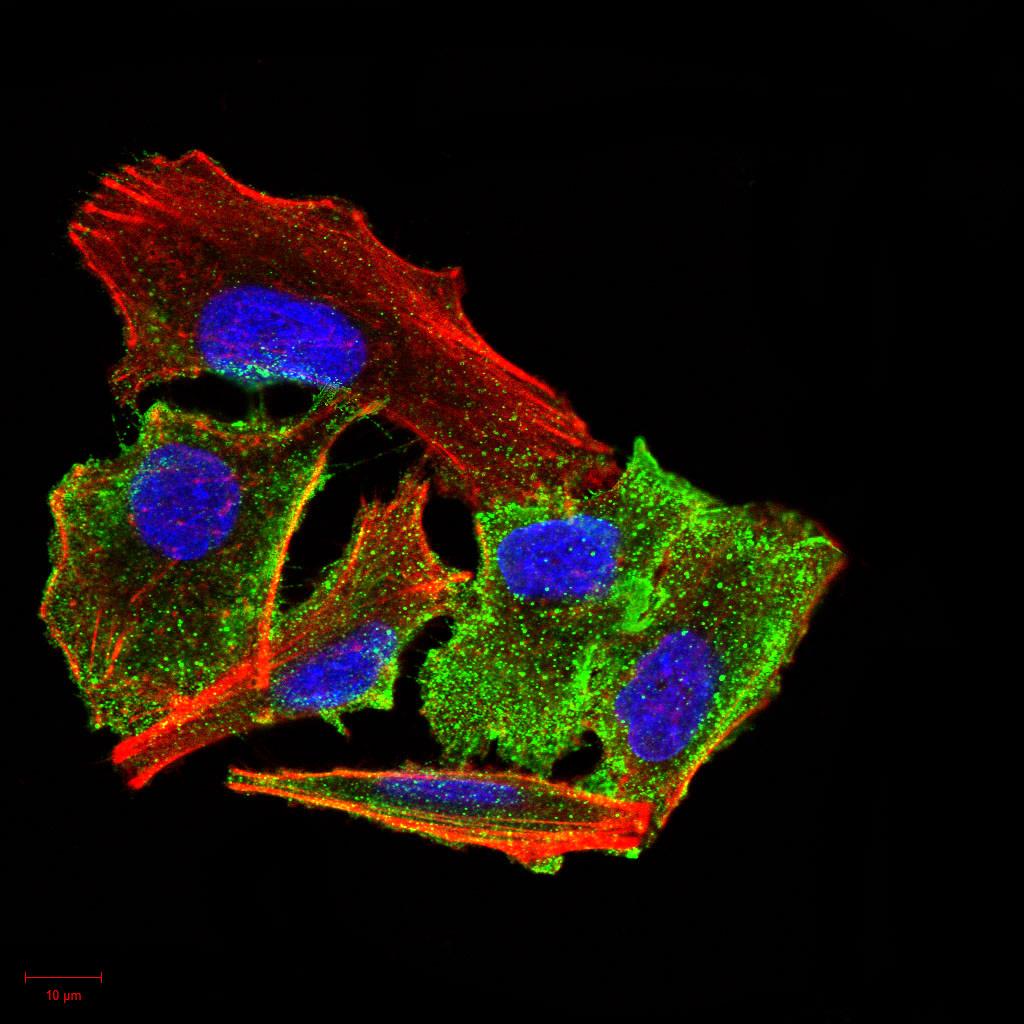Figure 4:Immunofluorescence analysis of A549 cells using TTR mouse mAb (green). Blue: DRAQ5 fluorescent DNA dye. Red: Actin filaments have been labeled with Alexa Fluor- 555 phalloidin. Secondary antibody from Fisher (Cat#: 35503)