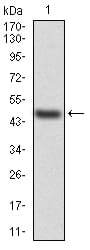 Figure 2:Western blot analysis using TTR mAb against human TTR (AA: 1-147) recombinant protein. (Expected MW is 45.8 kDa)