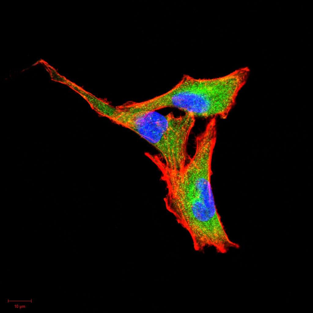 Figure 4:Immunofluorescence analysis of A549 cells using CSF3 mouse mAb (green). Blue: DRAQ5 fluorescent DNA dye. Red: Actin filaments have been labeled with Alexa Fluor- 555 phalloidin. Secondary antibody from Fisher (Cat#: 35503)