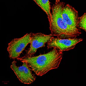 Figure 4:Immunofluorescence analysis of A549 cells using IRAK3 mouse mAb (green). Blue: DRAQ5 fluorescent DNA dye. Red: Actin filaments have been labeled with Alexa Fluor- 555 phalloidin. Secondary antibody from Fisher (Cat#: 35503)