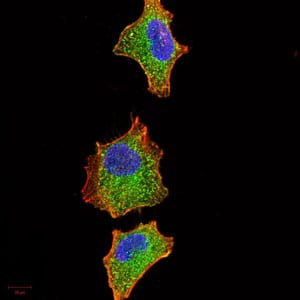 Figure 4:Immunofluorescence analysis of A549 cells using IRAK3 mouse mAb (green). Blue: DRAQ5 fluorescent DNA dye. Red: Actin filaments have been labeled with Alexa Fluor- 555 phalloidin. Secondary antibody from Fisher (Cat#: 35503)