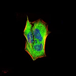 Figure 5:Immunofluorescence analysis of Hela cells using IRAK3 mouse mAb (green). Blue: DRAQ5 fluorescent DNA dye. Red: Actin filaments have been labeled with Alexa Fluor- 555 phalloidin. Secondary antibody from Fisher (Cat#: 35503)