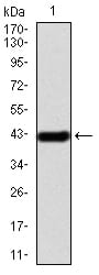 Figure 2:Western blot analysis using IRAK3 mAb against human IRAK3 (AA: 454-596) recombinant protein. (Expected MW is 42.3 kDa)