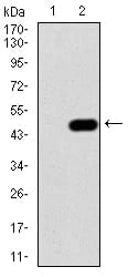 Figure 3:Western blot analysis using IRAK3 mAb against HEK293 (1) and IRAK3 (AA: 454-596)-hIgGFc transfected HEK293 (2) cell lysate.
