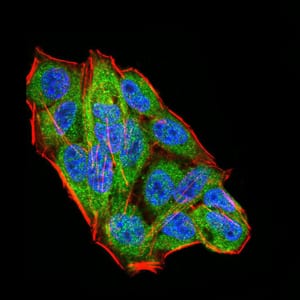 Figure 5:Immunofluorescence analysis of Hela cells using WTAP mouse mAb (green). Blue: DRAQ5 fluorescent DNA dye. Red: Actin filaments have been labeled with Alexa Fluor- 555 phalloidin. Secondary antibody from Fisher (Cat#: 35503)