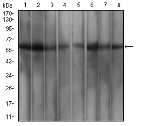 Figure 4:Western blot analysis using WTAP mouse mAb against MCF-7 (1), Hela (2), K562 (3), Hek293 (4), A549 (5), HepG2 (6), Jurkat (7), and Cos7 (8) cell lysate.